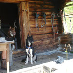 Tagesausflug mit Willow und Chumana zur Hütte.