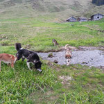 Auch Nome und Crossby gefällt es auf der Alp.