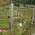 Stake-out neben der Hütte.