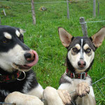 Wir sind doch keine Schafe, warum sind wir eingezäunt?!