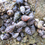 Sous les rochers : "banc" de gastéropodes (nasses et littorine) attendant la marée (la plupart sont des bernards-l'ermite)