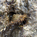 Modiolus barbatus (moule barbue). Long : 3 cm