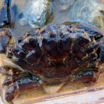 Xantho hydrophilus, crabe fréquent dans les parcs (8 cm)