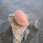 Mimachlamys varia (Peigne). Libre ou fixé avec son byssus. Diam : 3 cm