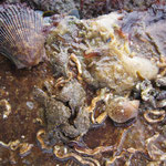 Deux Mimachlamys avec des Porcellana