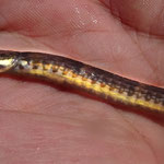 Syngnathus rostellatus. Assez fin, 10 cm