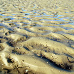 On aperçoit sur cet estran sableux des petits tubes dépassant du sable qui sont l'oeuvre de vers. On voit aussi clairement les rides (Ripple-marks) qui sont créés par le vent et les courants.