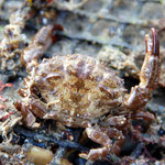 Xantho hydrophilus, crabe fréquent dans les parcs (8 cm)