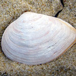 Gastrana fragilis. Long 4 cm