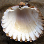 Acanthocardia tuberculata, vue interne. Diam : 7 cm. Fonds sableux de préférence