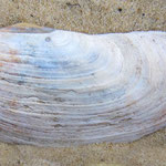 Lutraria oblonga. Long : 12 cm