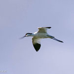 Avocette élégante (Recurvirostra avosetta). C’est en eau peu profonde, sur le pourtour du bassin que l’on peut observer ce bel oiseau.  Son bec recourbé lui permet d’attraper de petits invertébrés en balayant la surface dans un mouvement de va et vient.