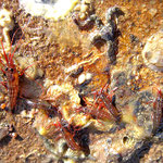 Autres Crevettes monégasques. On note la couleur beaucoup plus claire 
