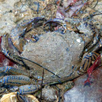 L'étrille (Necora puber) crabe fort apprécié des gourmets (10 cm) mais qui peut faire trés mal...