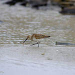 Bécasseau variable (Calidris alpina). C’est le bécasseau le plus commun des estrans, il court le long des vagues pour attraper quelques arthropodes imprudents. Il est plus facile à identifier l’été, arborant une tache noire sur le ventre. Taille : 22 cm.