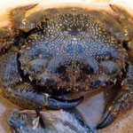 Crabe poilu (Eriphia verrucosa), très discret, parfois complètement terré au sein de banc d'huîtres. Il possède des reflets irisés bleutés au niveau des pinces. Taille moyenne : 10 cm