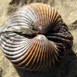 Acanthocardia tuberculata (bucarde). Possède un très beau manteau rouge-orange