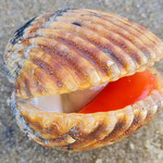Bucarde ouverte montrant le corail. Diam : 6 cm