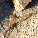 Crevettes roses (Palaemon elegans) délogées de leur abri (4 cm)