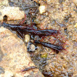 Crevette monégasque (Lysmata seticaudata). Assez commune dans les empierrements. Taille max : 5 cm.