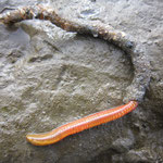 Ver inconnu (Boccardia ?) qui pourrait se confondre avec le ver à tube mais le "tube" n'est presque constitué que de sable alors que le ver à tube utilise une sécrétion élastique avec des débris de coquilles. 15 cm environ