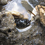 Crabe marbré (Pachygrapsus marmoratus) terré entre les pierres, (4 cm)