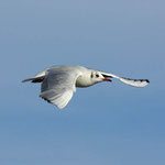 Mouette rieuse (Chroicocephalus ridibundus) en vol. Cet oiseaux est ommnivore. Taille : 43 cm