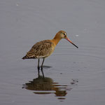 Barge rousse (Limosa lapponica). Le roi des migrations longue-distance. Taille : 41 cm pour un poids de 260 à 600 g. Limicole.