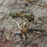Athanas nitescens, avec une ophiure