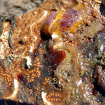 Nudibranches (avec filaments blanchâtres) au milieu d'Ascidies, ophiures, etc. ; 2 cm