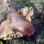 Alentia gelatinosa. Long : 4 cm   