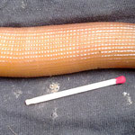 Sipuncula : Sipunculus nudus (bibi). Ce sont de gros mangeurs de dépôts...Ce ne sont ni des vers ni des holothuries