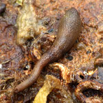 Sipuncula : Phascolosoma stephensoni. Long : 2 à 4 cm. Vit dans les anfractuositées des rochers