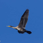 Grand cormoran en vol