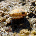 Mimachlamys varia valves ouvertes. Diam : 3 cm