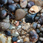 Littorines, bulot, troques et nasses (gastéropodes)
