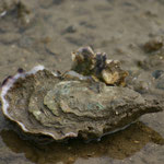 Crassostrea gigas ; 12 cm. La remplaçante japonaise de la portugaise Crassostrea angulata