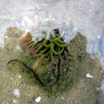 Anemonia viridis ? Diam. : 4 cm