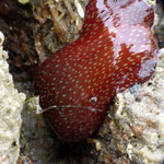 Anémone fraise (Actinia fragacea). Hauteur : 8 cm