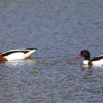 Tadorne de Belon (tadorna tadorna). Cet élégant canard ne peut se confondre avec aucun autre tellement sa robe est particulière. On croise régulièrement sur le bassin des couples qui recherchent leurs nourriture dans la vase du fond du Bassin.
