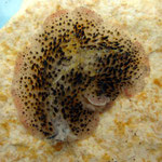 Plathelminthe : Thysanozoon brocchii. Long : 1 cm. Mangeur de bryozoaires