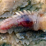 Pectinaria extrait de son tube. Long : 2,5 cm