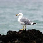 Goéland leucophée (Larus michahellis). Son cri grave et nasillard crée l’ambiance maritime. Indéfectible charognard, il aime trainer sur les plages, recherchant les restes amenés par la mer ou oubliés par les touristes. Taille : 70 cm.