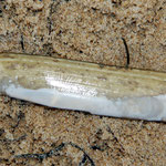 Couteau (Pharus legumen). long : 10 cm