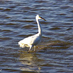 Autre Aigrette garzette.