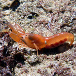 Crustacés : Alpheus macrocheles. on peut apperçevoir les oeufs dans l'abdomen : 4 cm