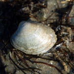 Venerupis aurea (Palourde jaune). Long : 5 cm