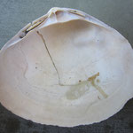 Mactra glauca. Diam : 8 cm