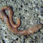 Nereis diversicolor (jusqu'à 8 cm). Petit ver typique des substrats vaseux du fond du Bassin (avec le bivalve Scrobicularia) ; 8 cm
