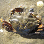 Autre Carcinus maenas